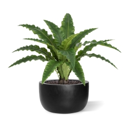 Felce Asplenium RT Artificiale 60cm