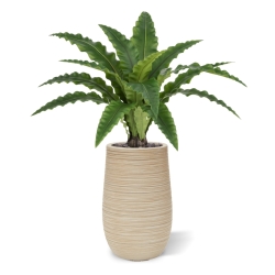 Felce Asplenium RT Artificiale 60cm