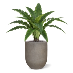 Felce Asplenium RT Artificiale 60cm