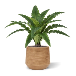 Felce Asplenium RT Artificiale 60cm