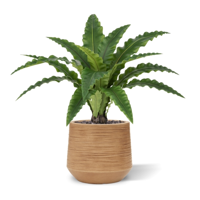 Felce Asplenium RT Artificiale 60cm