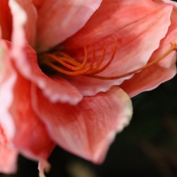 Bouquet Artificiale Legato a Mano Amaryllis Christmas