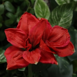 Bouquet Artificiale Legato a Mano Amaryllis Christmas
