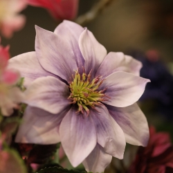 Bouquet d'arte Heather Glasgow - Rosa/Viola