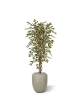 Albero artificiale Ficus Hawai 150 cm