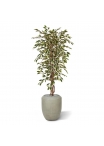 Albero artificiale Ficus Hawai 150 cm