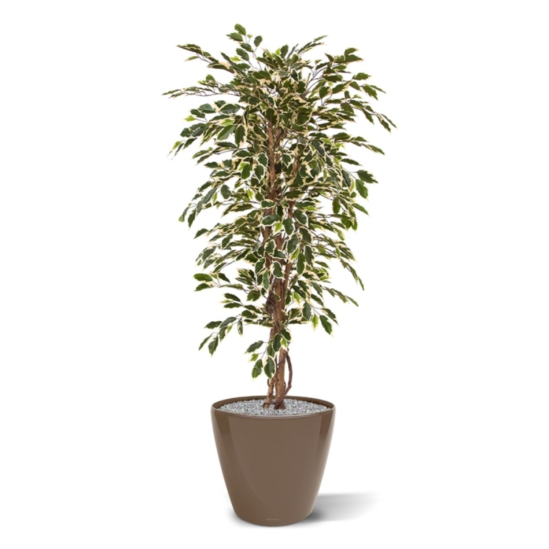 Albero artificiale Ficus Hawai 150 cm