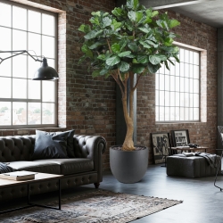 Albero artificiale Ficus Lyrata Deluxe XXL 350 cm