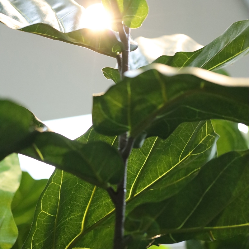 Albero artificiale Ficus Lyrata Deluxe XXL 350 cm