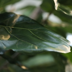 Albero artificiale Ficus Lyrata Deluxe XXL 350 cm