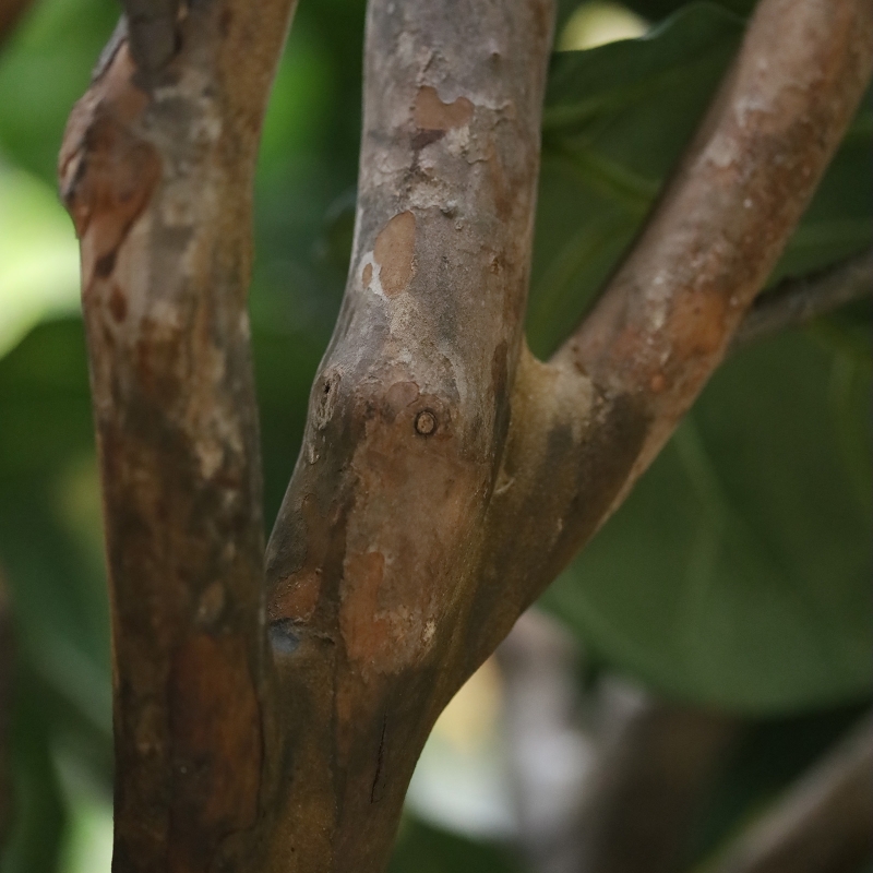 Albero artificiale Ficus Lyrata Deluxe XXL 350 cm