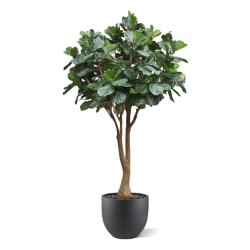 Albero artificiale Ficus Lyrata Deluxe XXL 350 cm