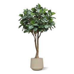 Albero artificiale Ficus Lyrata Deluxe XXL 350 cm