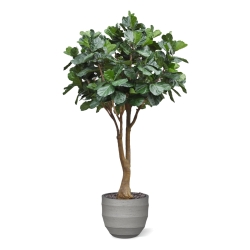 Albero artificiale Ficus Lyrata Deluxe XXL 350 cm