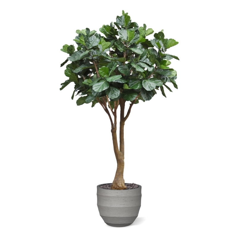 Albero artificiale Ficus Lyrata Deluxe XXL 350 cm