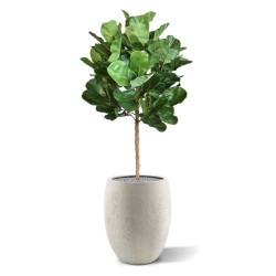 Pianta artificiale Royal Lyrata bulb deluxe 105 cm