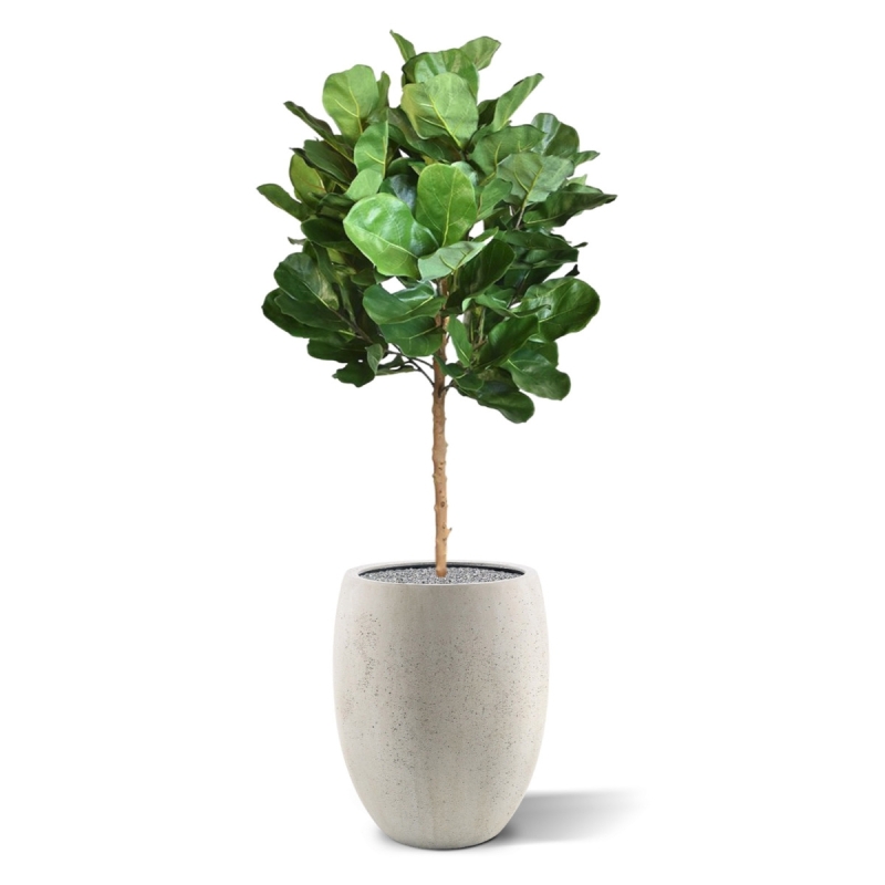 Pianta artificiale Royal Lyrata bulb deluxe 105 cm