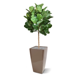 Pianta artificiale Royal Lyrata bulb deluxe 105 cm