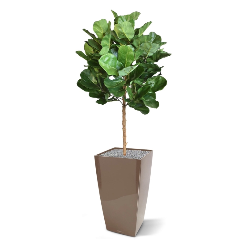 Pianta artificiale Royal Lyrata bulb deluxe 105 cm