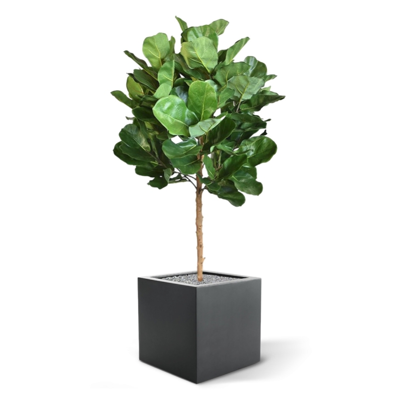 Pianta artificiale Royal Lyrata bulb deluxe 105 cm