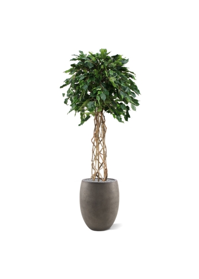 Pianta artificiale a bulbo Ficus Exotica su stelo 150 cm
