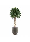Pianta artificiale a bulbo Ficus Exotica su stelo 150 cm