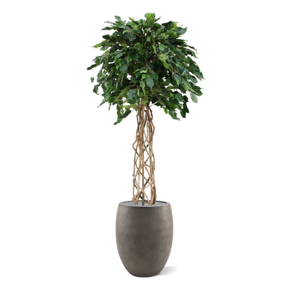 Pianta artificiale a bulbo Ficus Exotica su stelo 150 cm