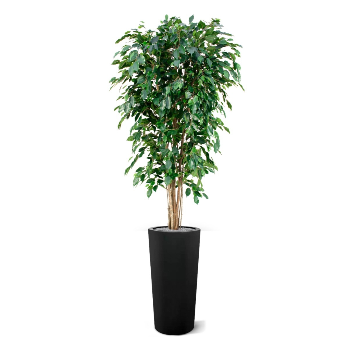Ficus artificiale Exotica Deluxe 180 cm verde