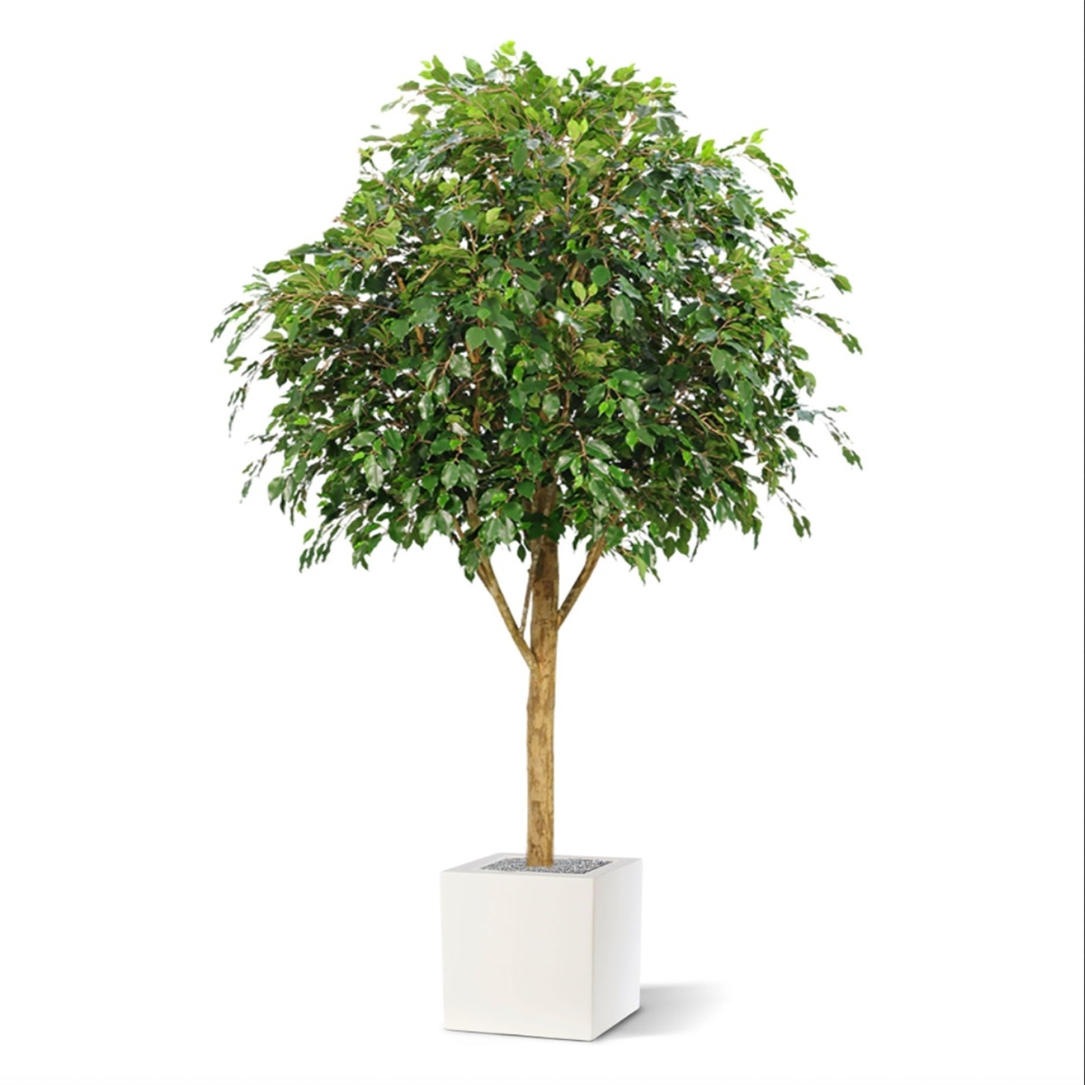 Albero artificiale ignifugo Ficus Exotica Giant 290 cm