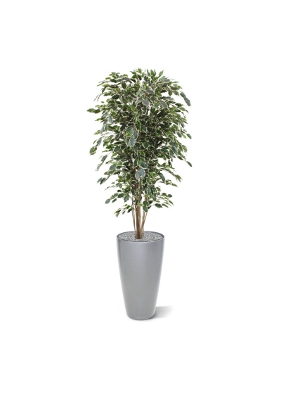 Albero artificiale Ficus Exotica deluxe 180 cm - variegato