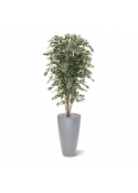 Albero artificiale Ficus Exotica deluxe 180 cm - variegato
