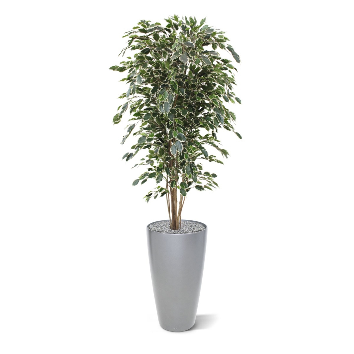 Albero artificiale Ficus Exotica deluxe 180 cm - variegato