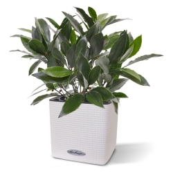 Pianta artificiale di alloro da 35 cm - resistente ai raggi UV