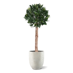 Artificiale Alloro Sfera su fusto 120cm UV