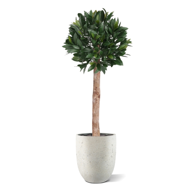 Artificiale Alloro Sfera su fusto 120cm UV