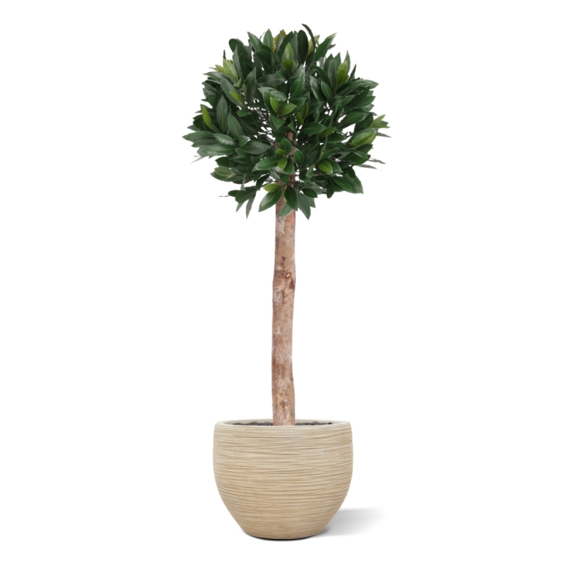 Artificiale Alloro Sfera su fusto 120cm UV