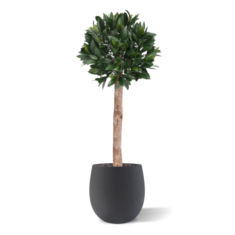 Artificiale Alloro Sfera su fusto 120cm UV