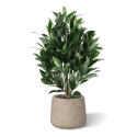 Alloro Artificiale 50cm UV