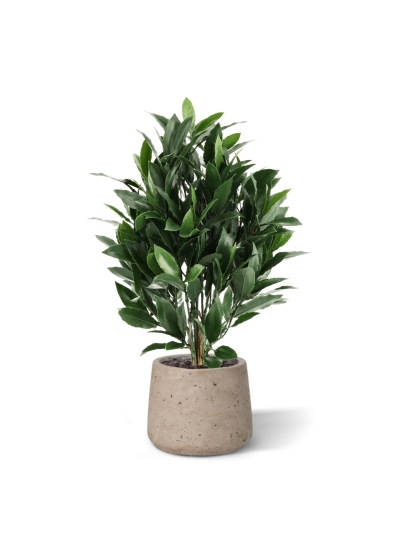 Alloro Artificiale 50cm UV