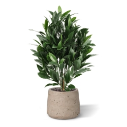 Alloro Artificiale 50cm UV