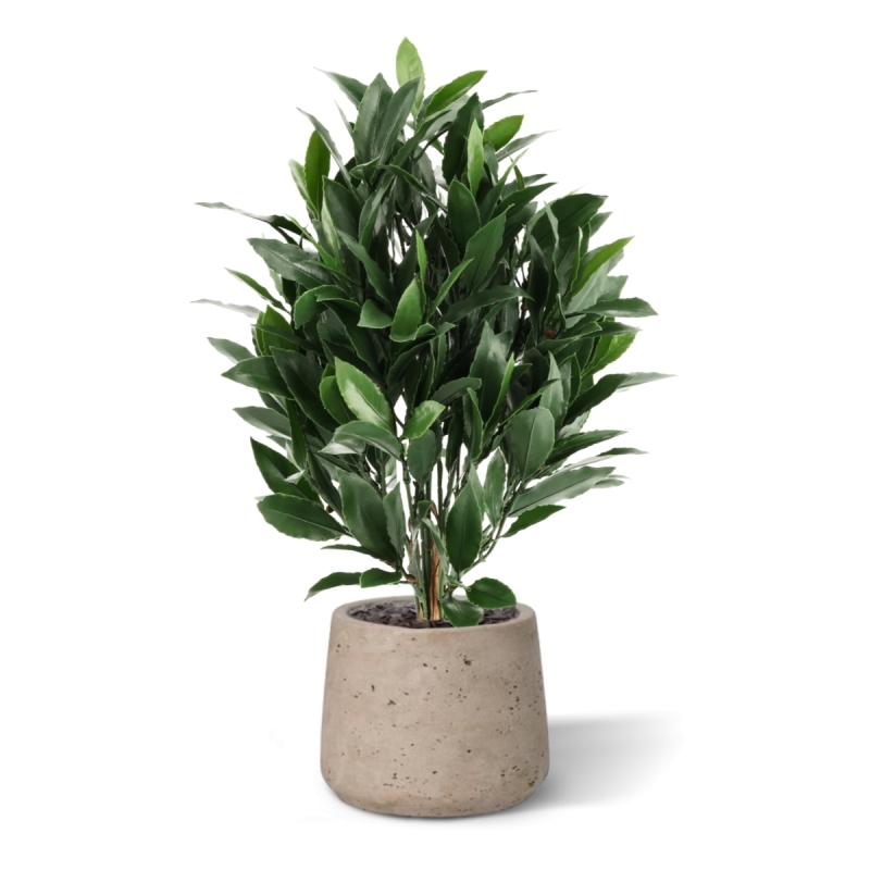Alloro Artificiale 50cm UV
