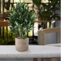 Alloro Artificiale 50cm UV