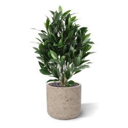 Alloro Artificiale 50cm UV