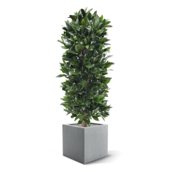Pianta artificiale a colonna di alloro 125 cm - resistente ai raggi UV
