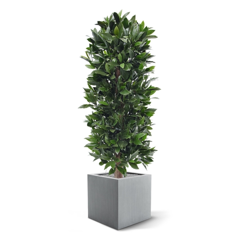 Pianta artificiale a colonna di alloro 125 cm - resistente ai raggi UV