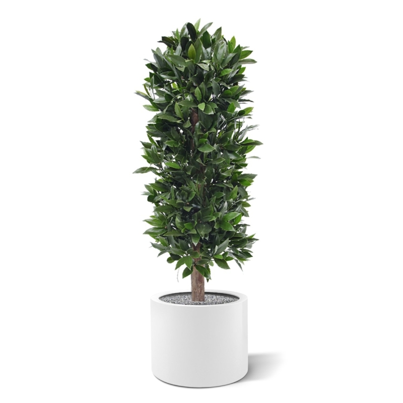 Pianta artificiale a colonna di alloro 125 cm - resistente ai raggi UV
