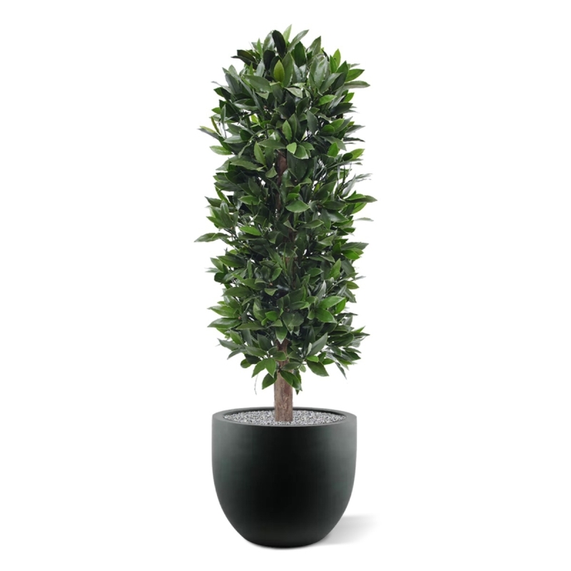Pianta artificiale a colonna di alloro 125 cm - resistente ai raggi UV