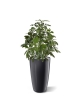 Pianta artificiale Schefflera 50 cm anti-UV