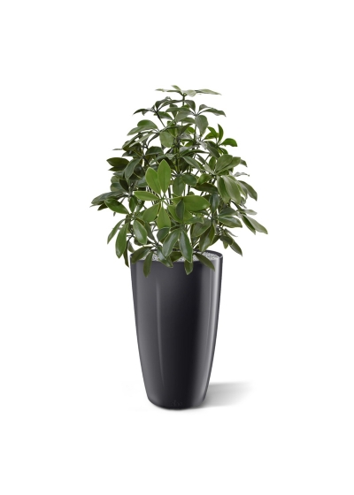 Pianta artificiale Schefflera 50 cm anti-UV