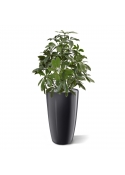 Pianta artificiale Schefflera 50 cm anti-UV